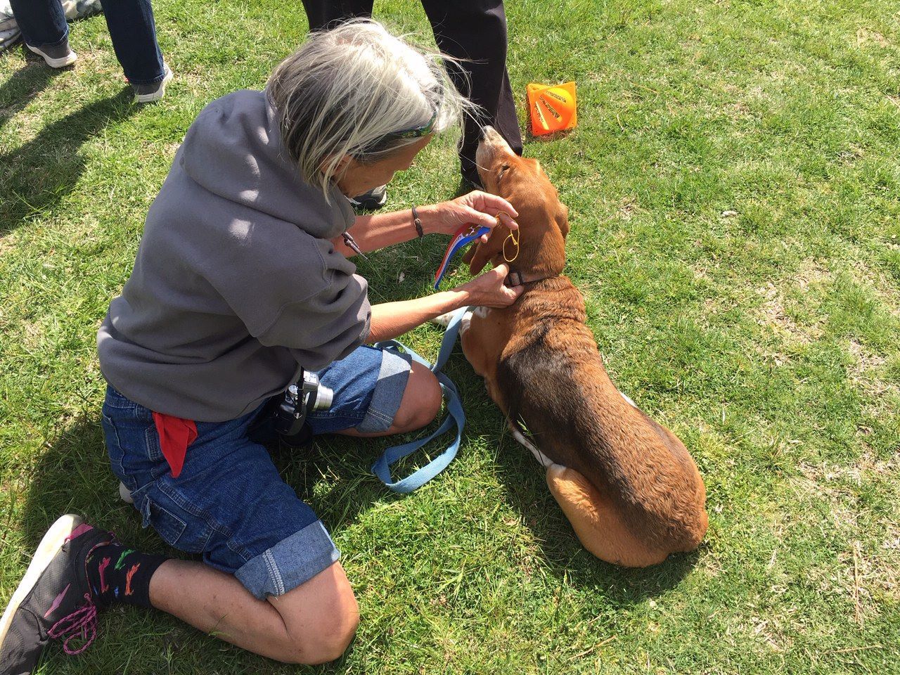 basset 9
